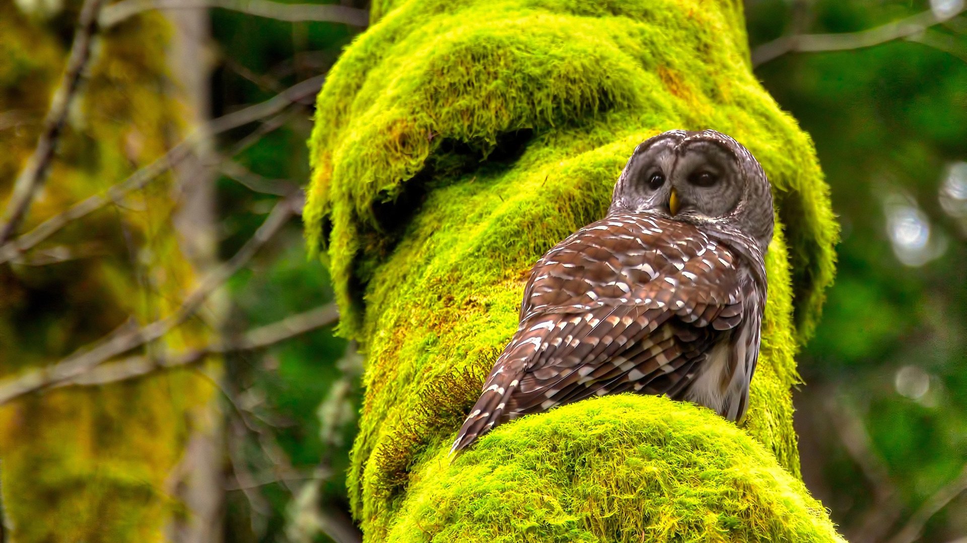 森林狼轻取魔术，英格拉姆攻防盛宴夺目