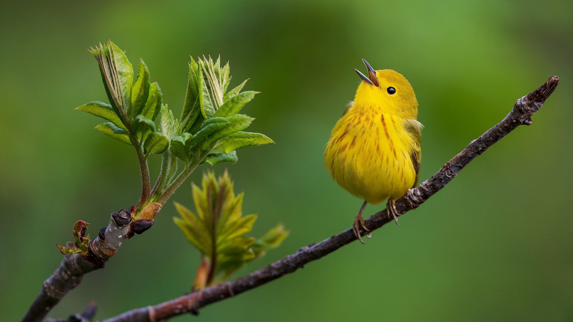 断剑重铸之夜，当杰伦·格林按下疯魔开关