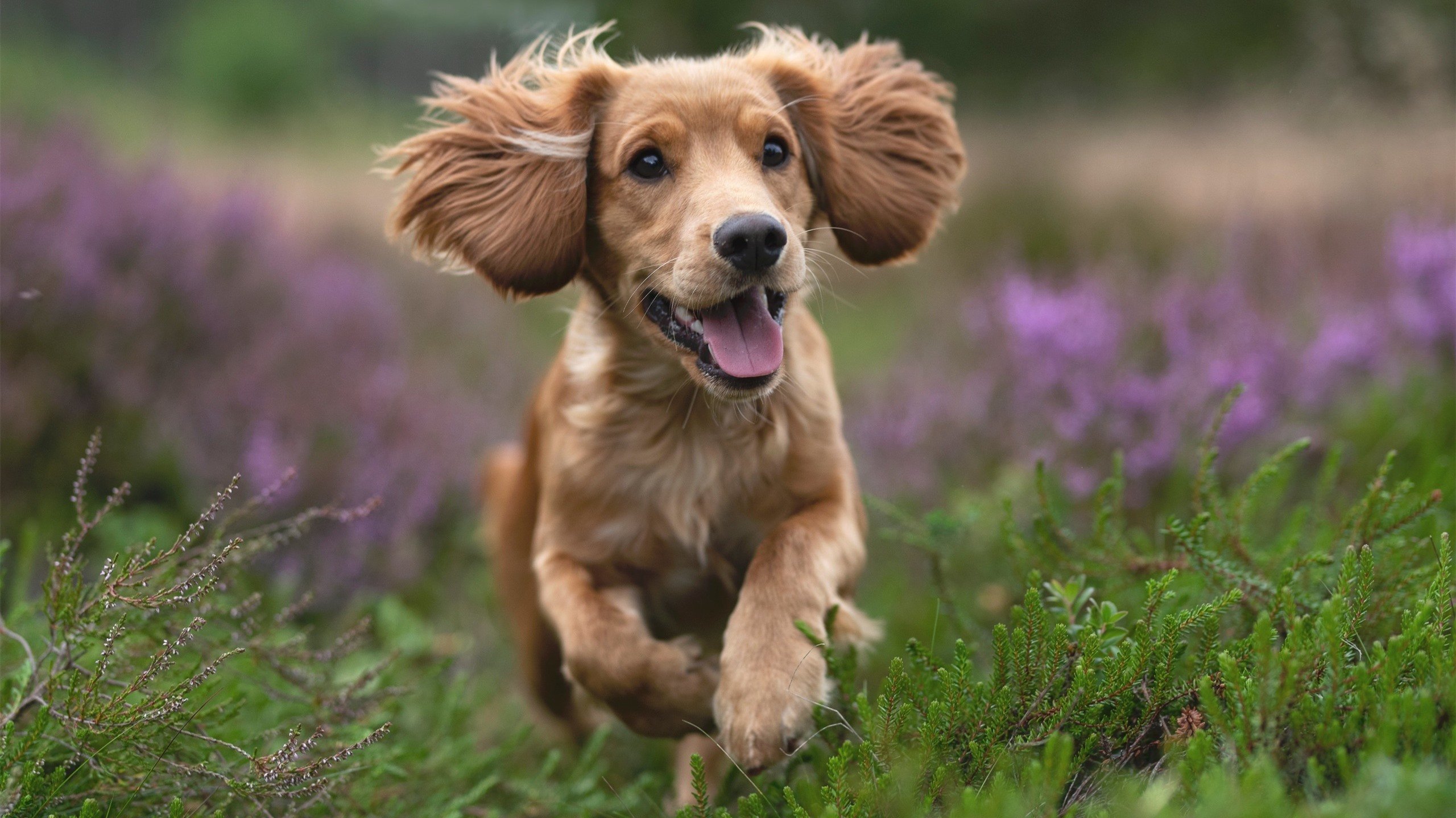 蓝月奇兵闪耀南美高原！戈麦斯高光表现助曼城提前终结悬念