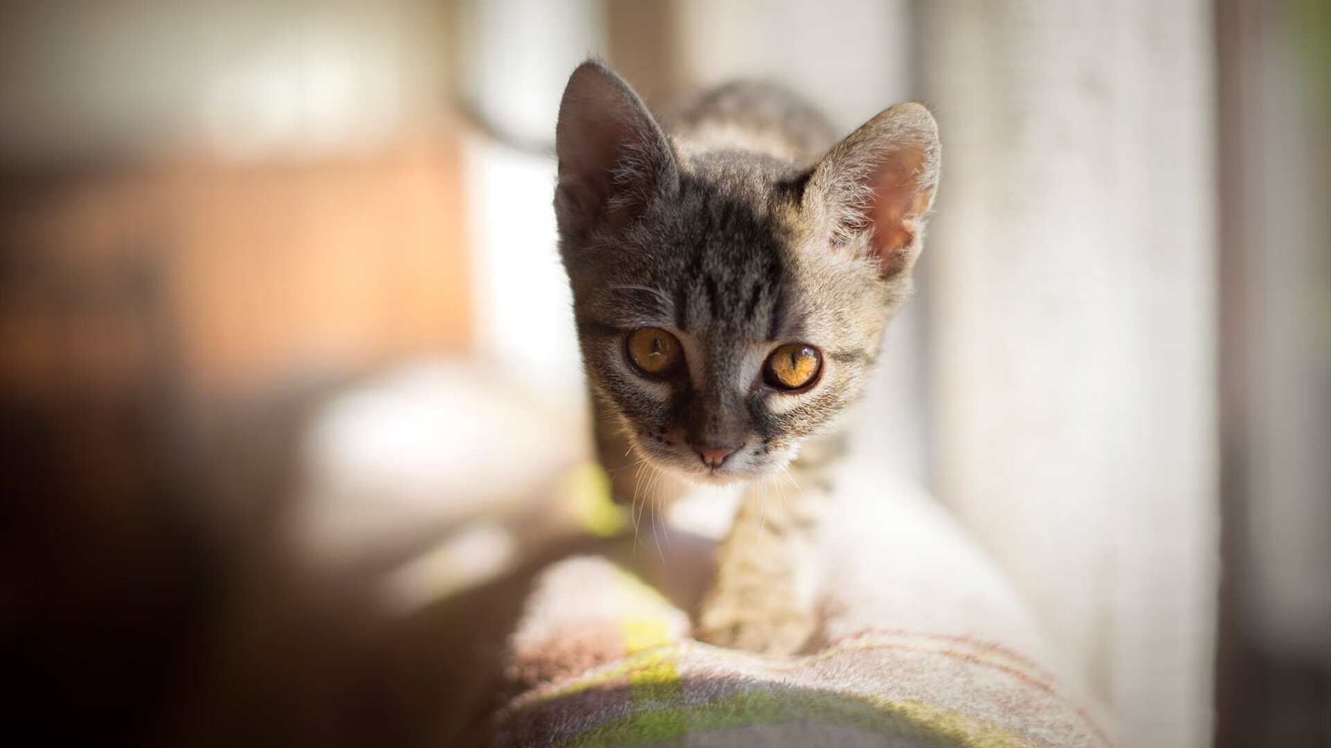 开云体育APP下载-拉梅洛·鲍尔的临危一击，雷霆绝境爆冷掀翻骑士，三球的致命魔术